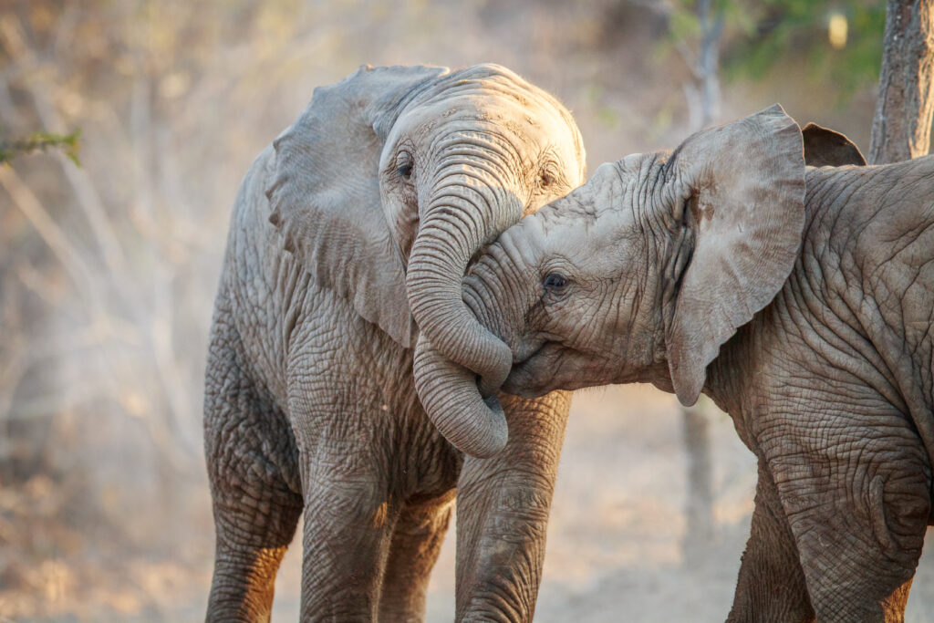 Southern Africa Safari: Kruger & Coast
