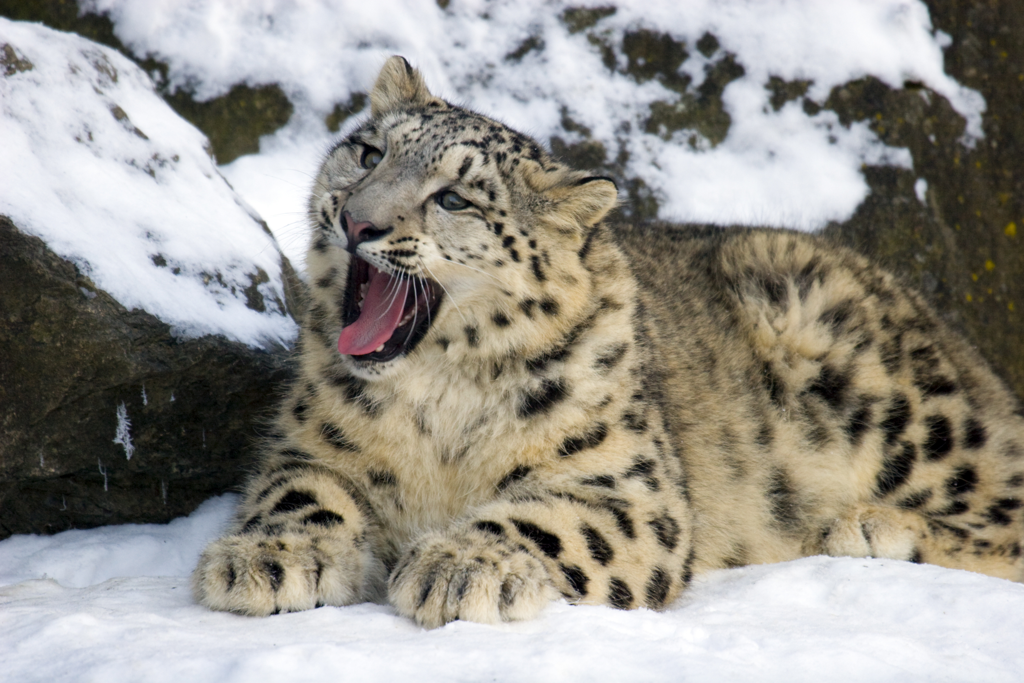 Search for Snow Leopards with Valerie Parkinson