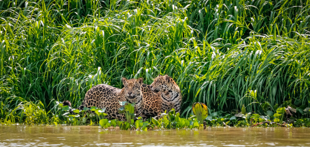 Pantanal - Land of the Jaguar