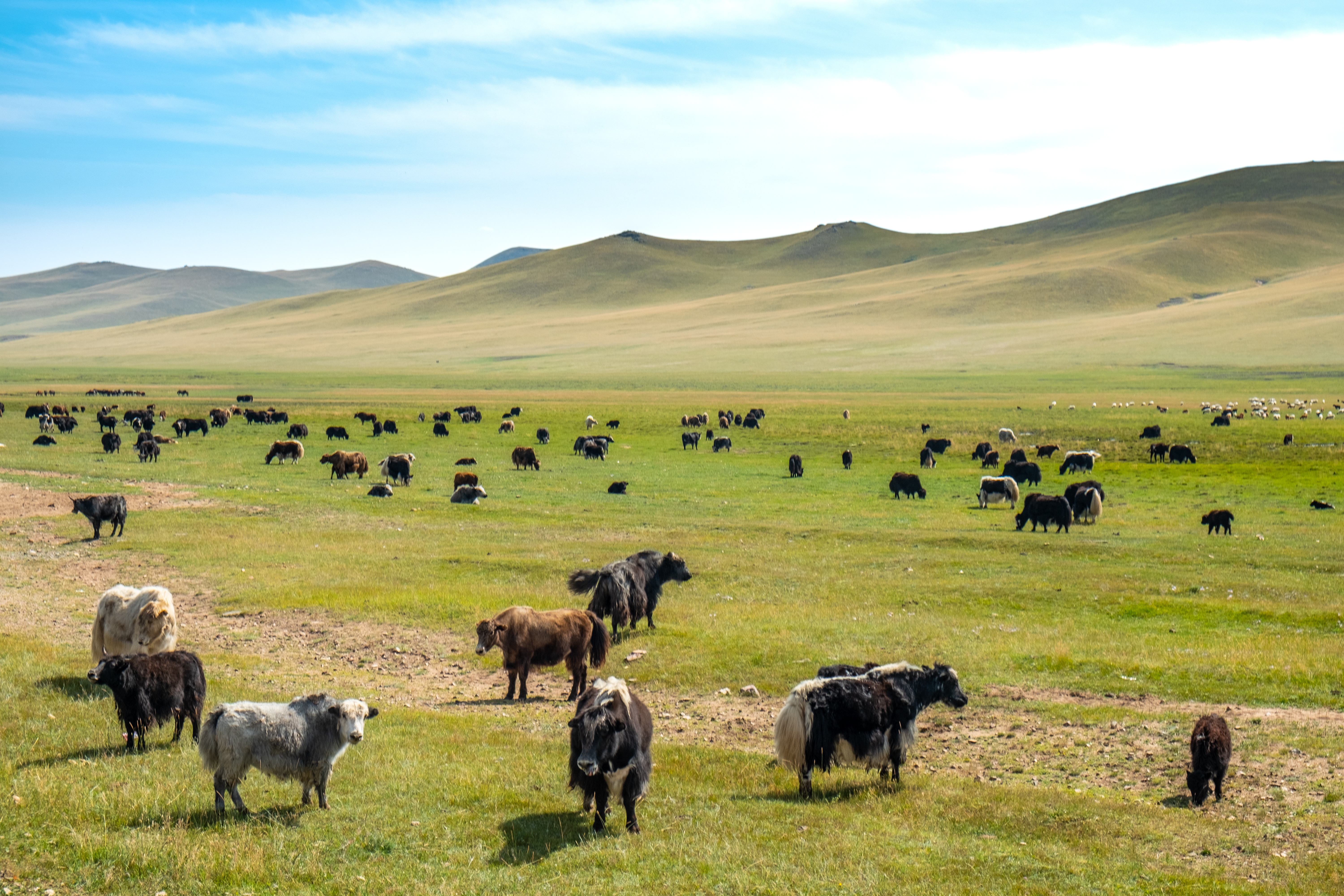 Discover Mongolia