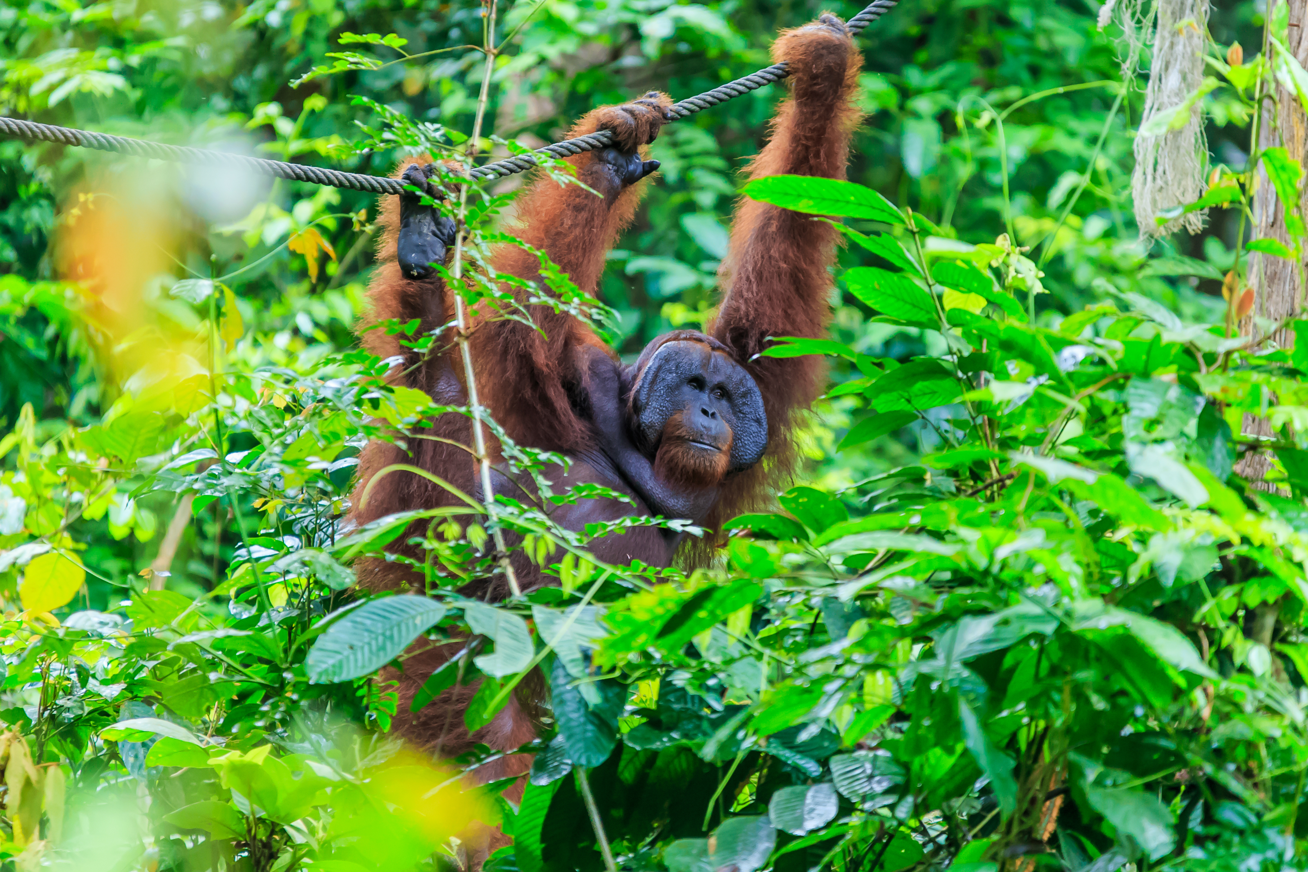Borneo Wildlife Discoverer