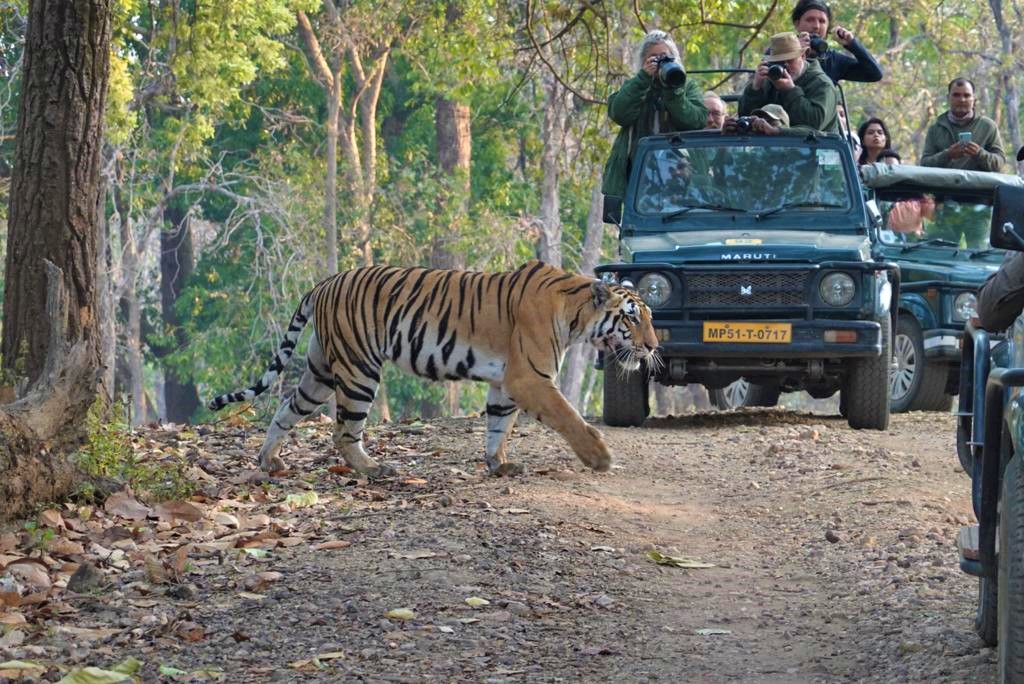 India Tiger Safari