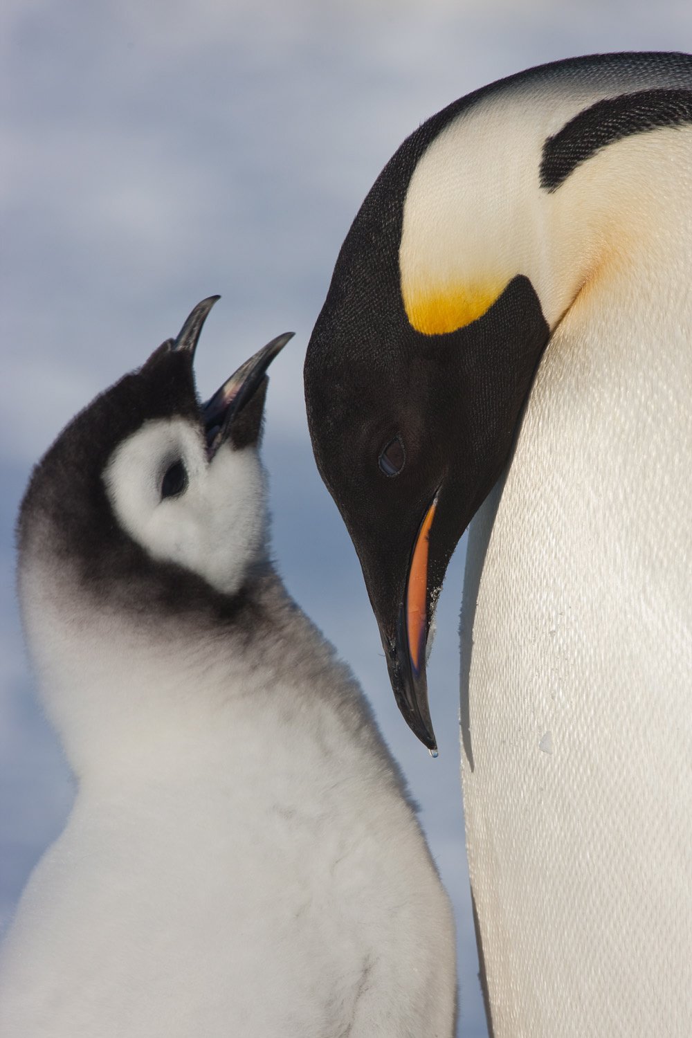 Emperor Penguin Quest: Expedition to Snow Hill