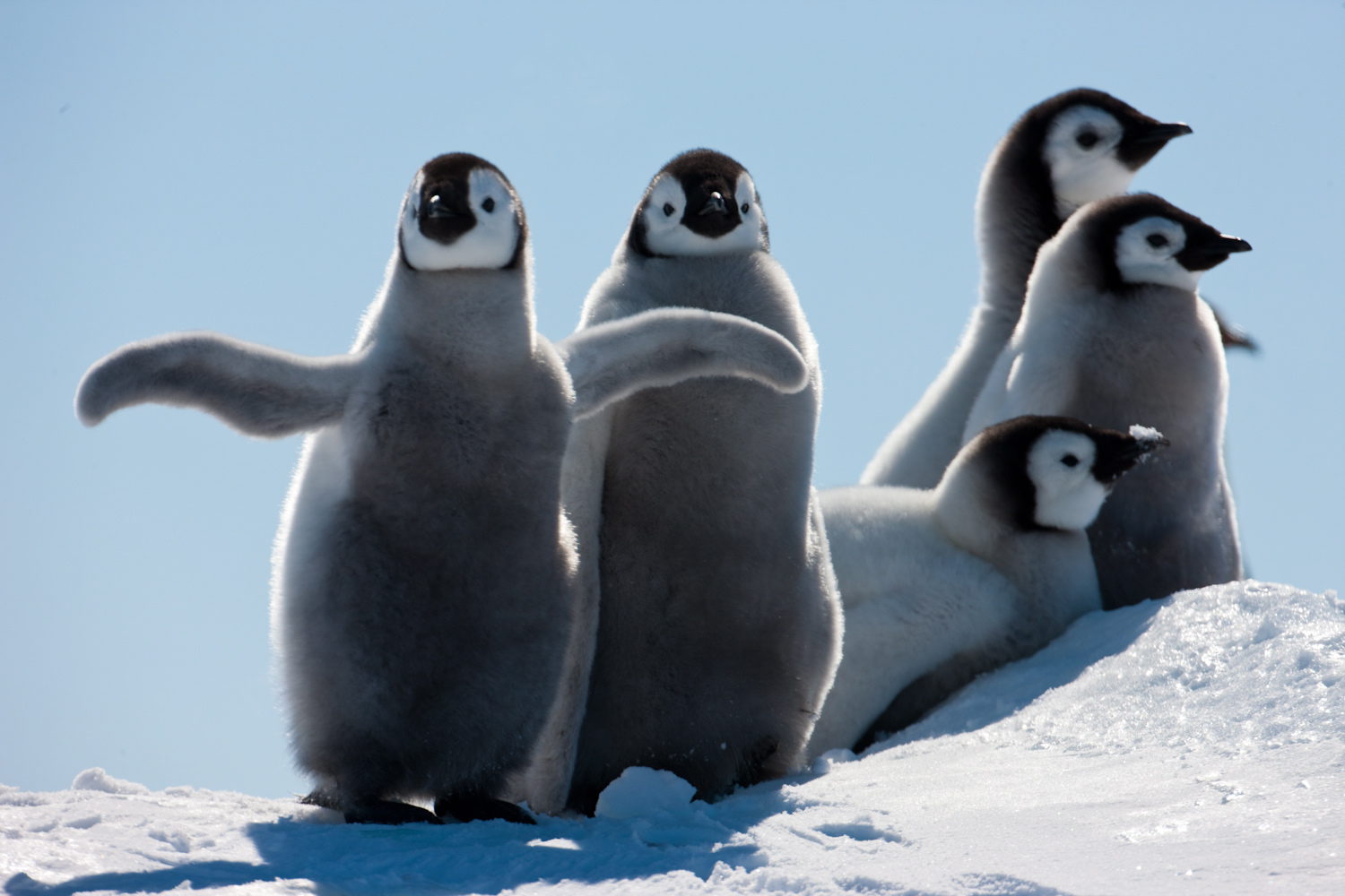 Emperor Penguin Quest: Expedition to Snow Hill