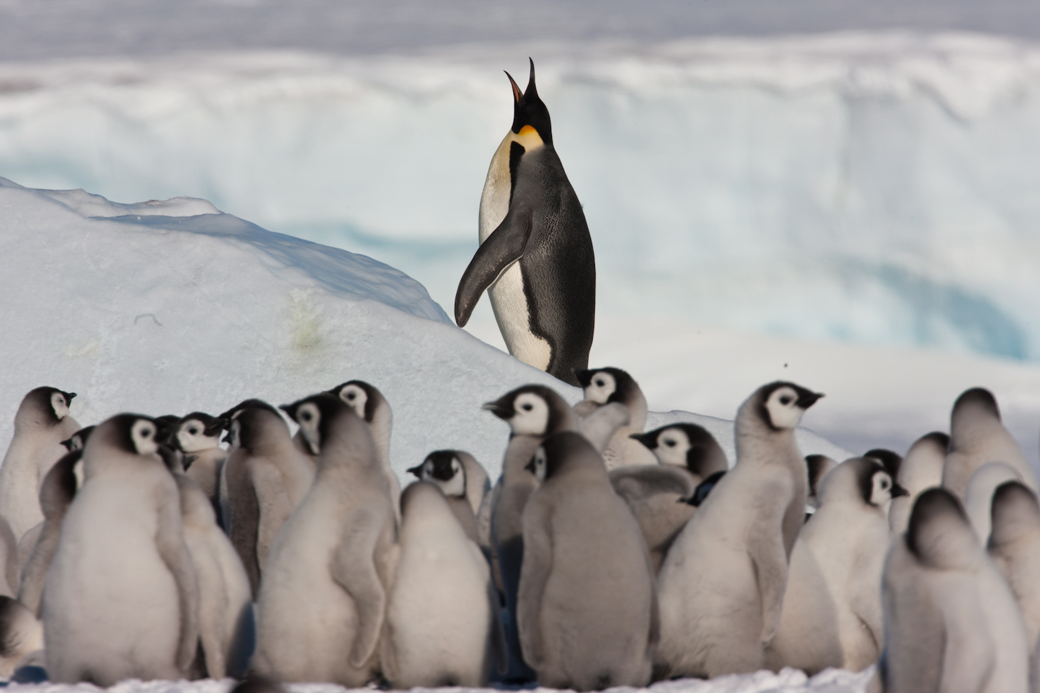 Emperor Penguin Quest: Expedition to Snow Hill