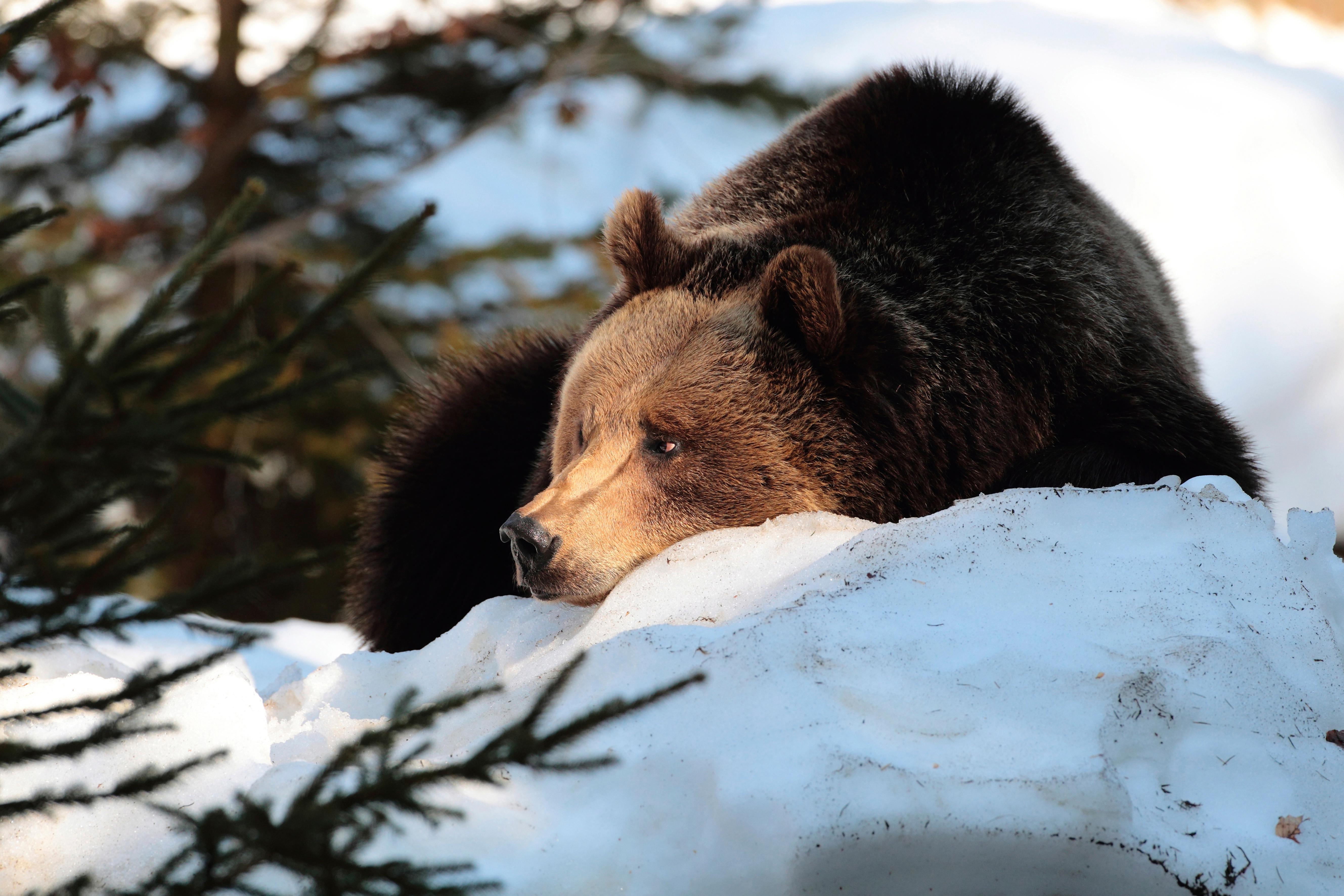 Transylvania Winter Walk & Snowshoe