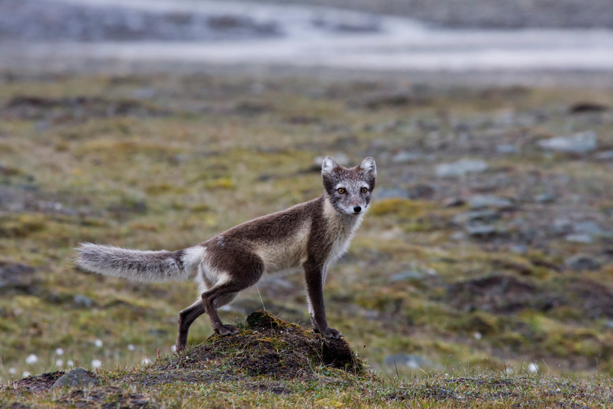 Three Arctic Islands: Iceland, Greenland, Spitsbergen