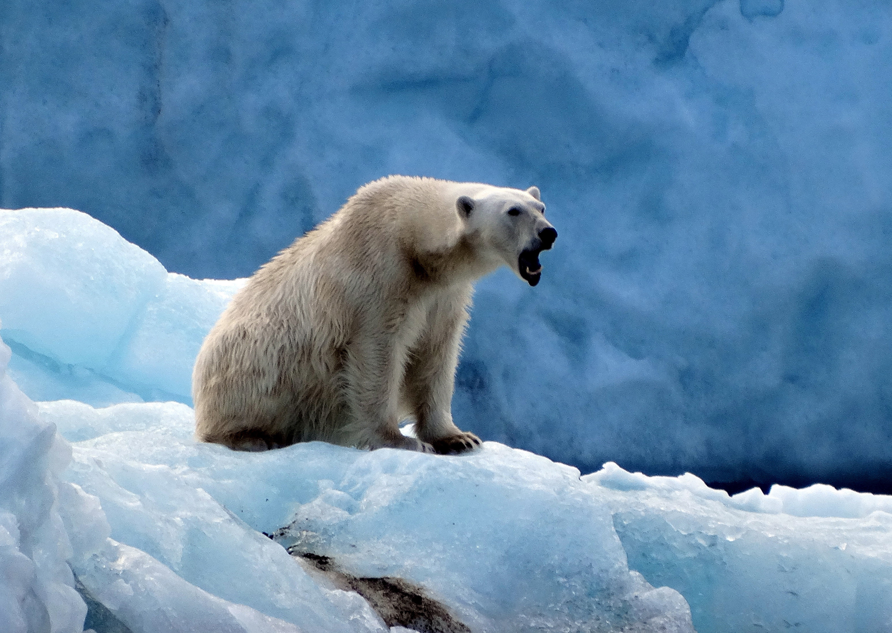 Three Arctic Islands: Iceland, Greenland, Spitsbergen