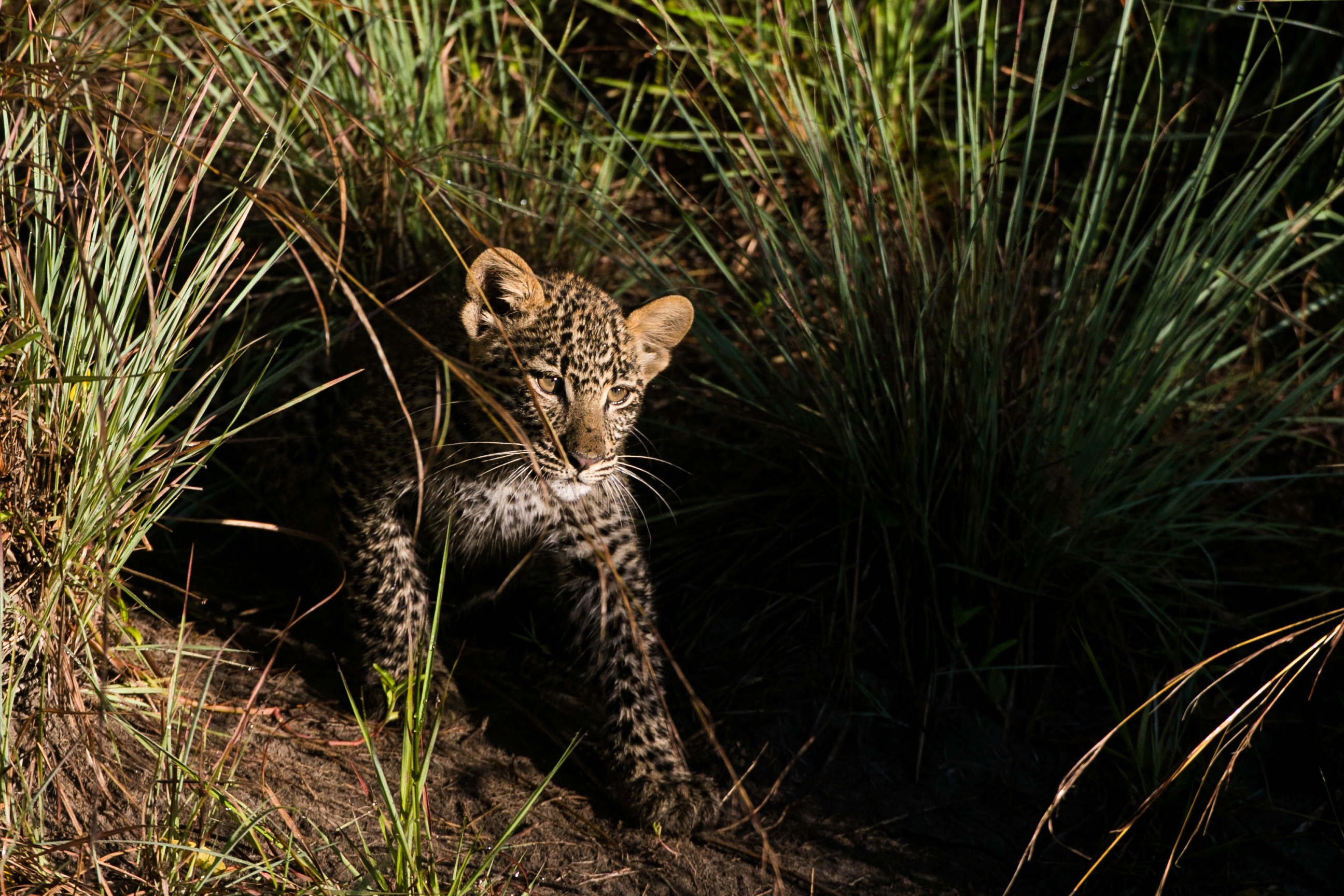 Kenya Photographic Safari with Paul Goldstein - Premium Adventure