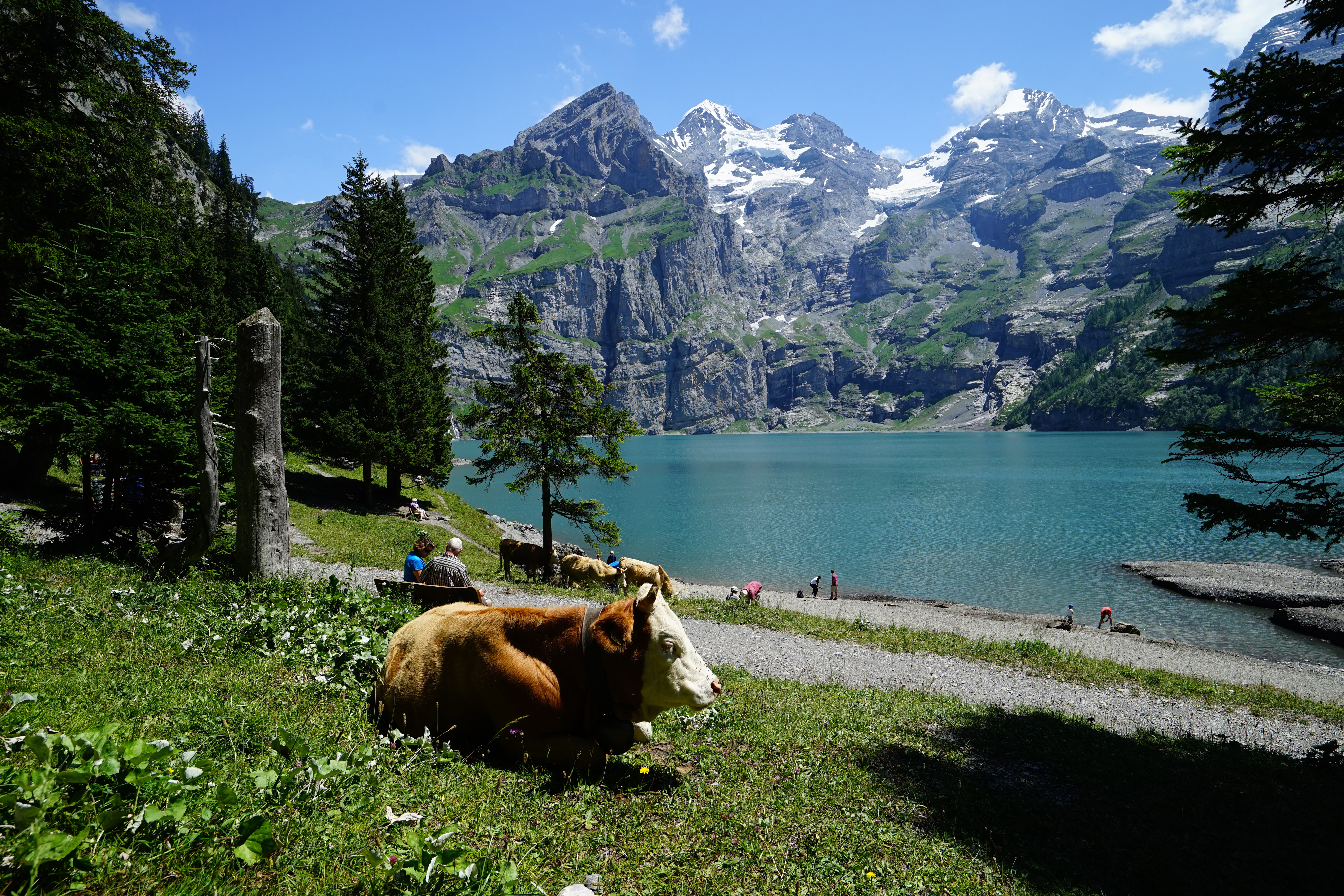 Classic Swiss Alps Walk