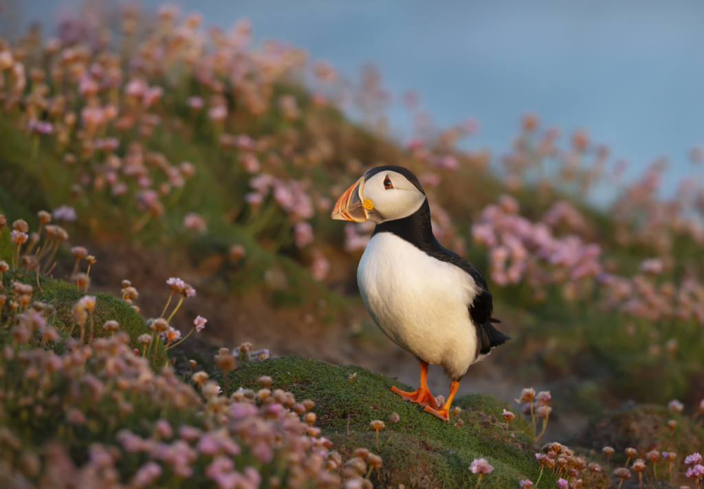 Arctic Saga: Spitsbergen, Faroes & Jan Mayen