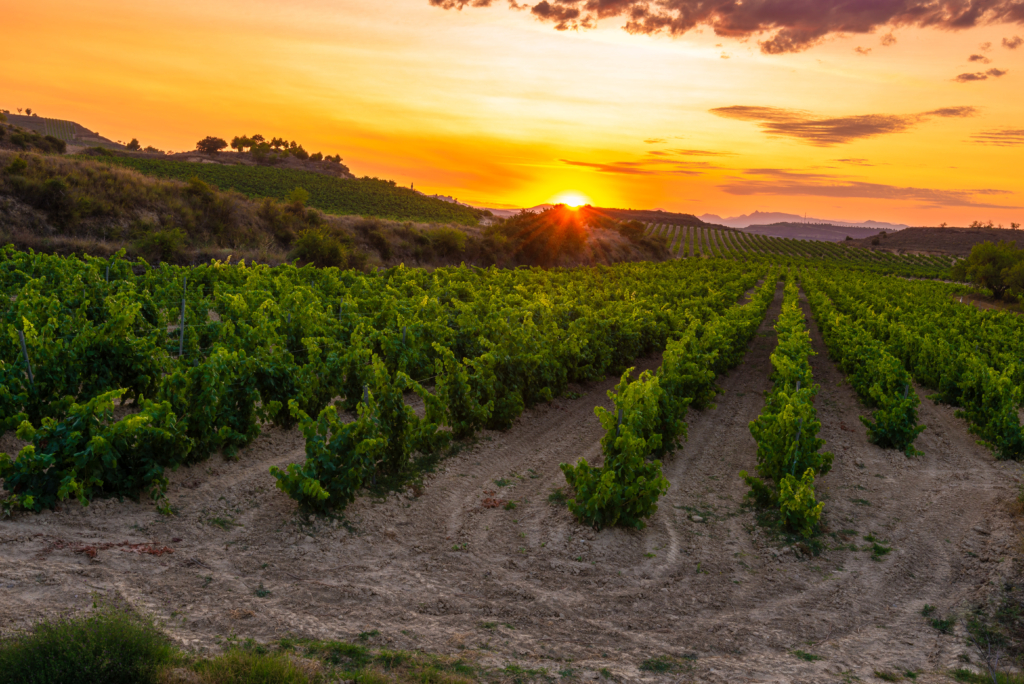 Vineyards of La Rioja Cycling