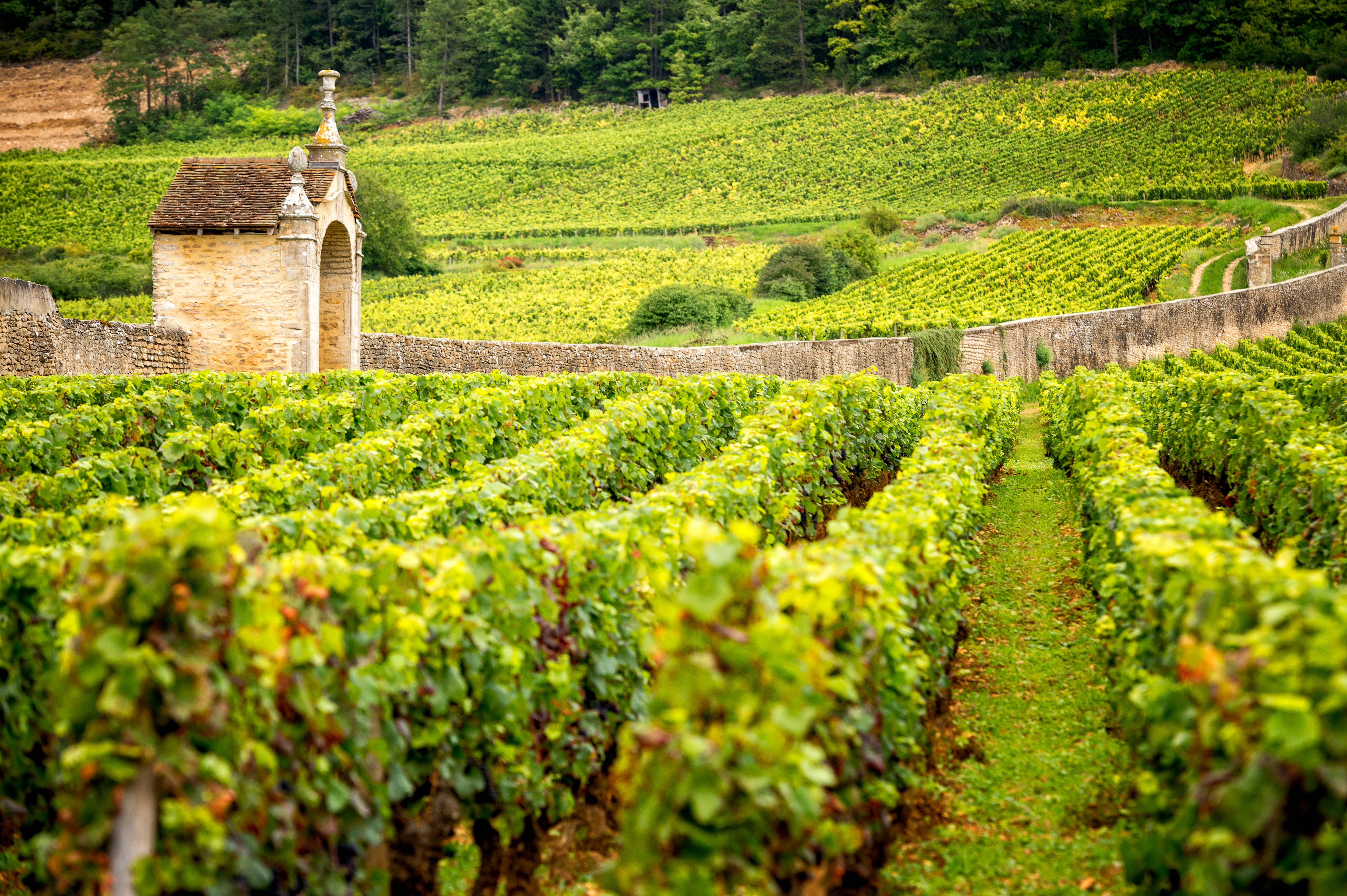 Walking in Burgundy's Vineyards
