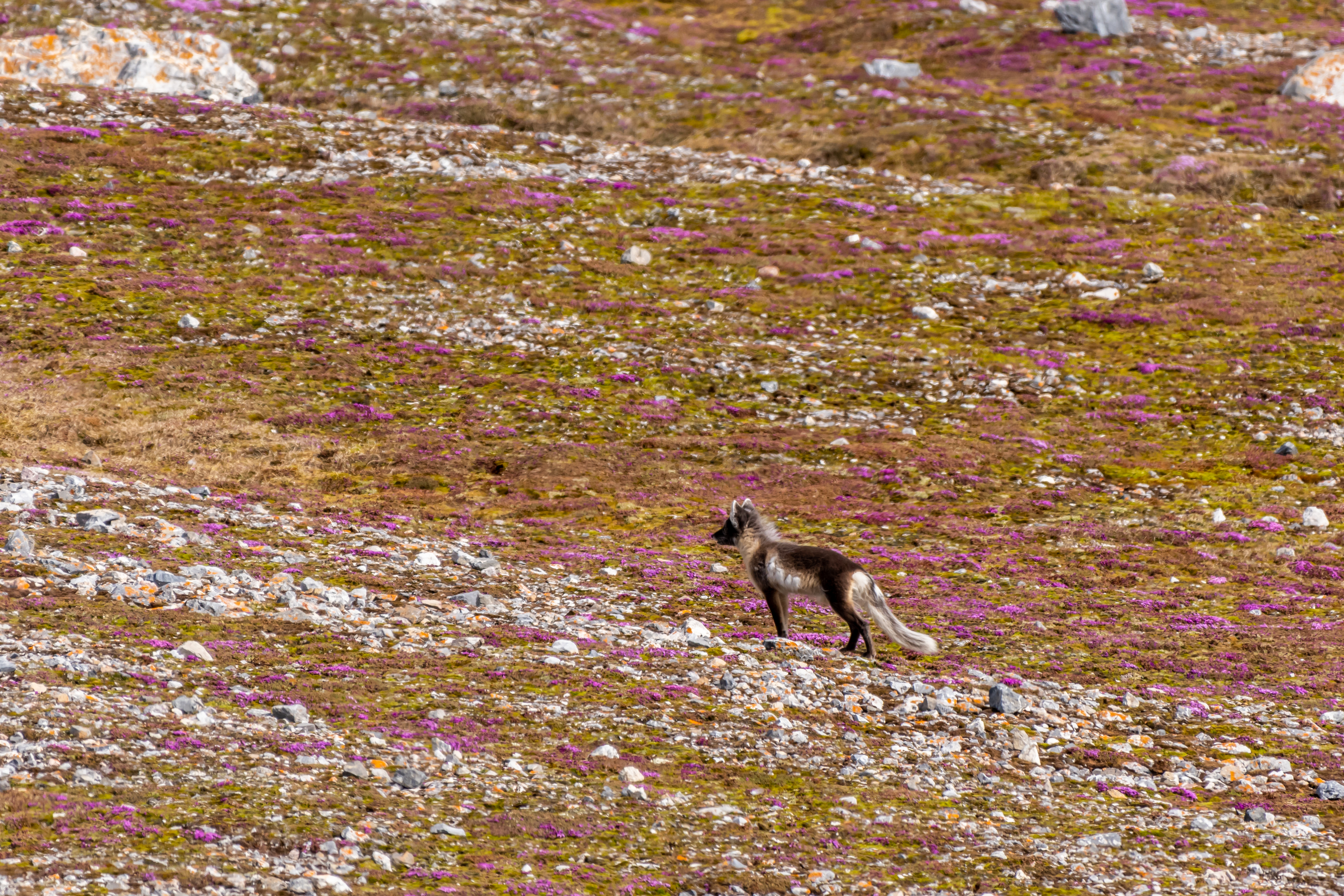Svalbard in Summer: Tundra, Wildlife and the Midnight Sun
