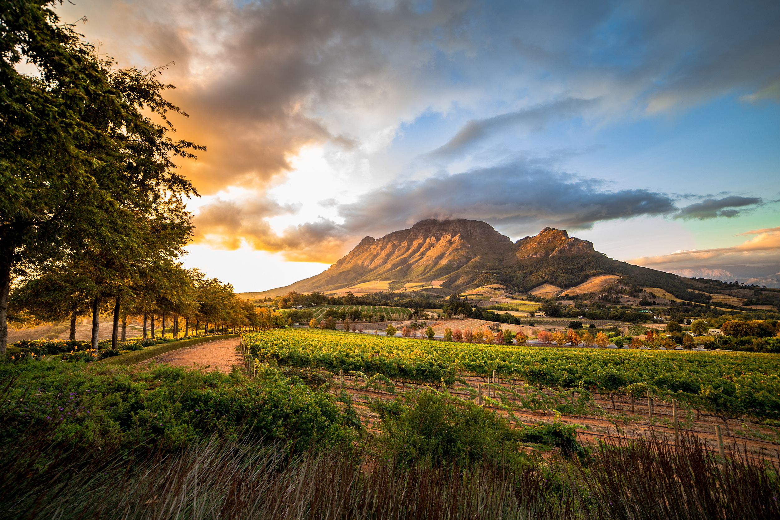 Cycling the Cape & Winelands