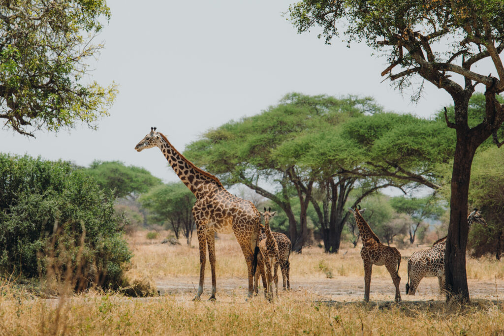 Safari Add-on Tour - after Lemosho Route