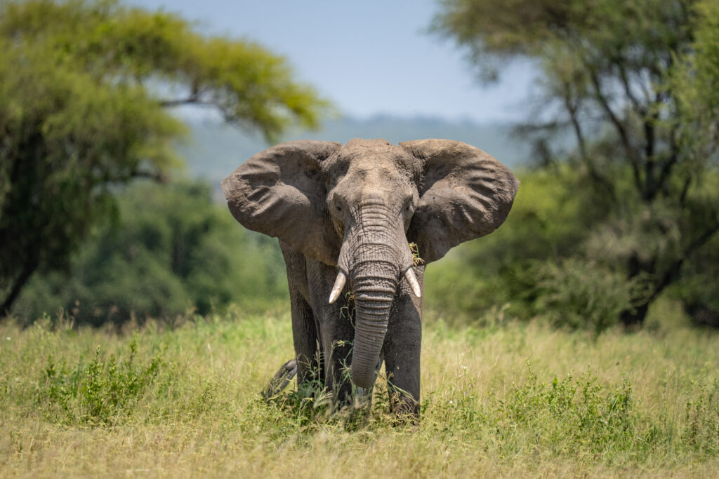 Safari Add-on Tour after Rongai Route