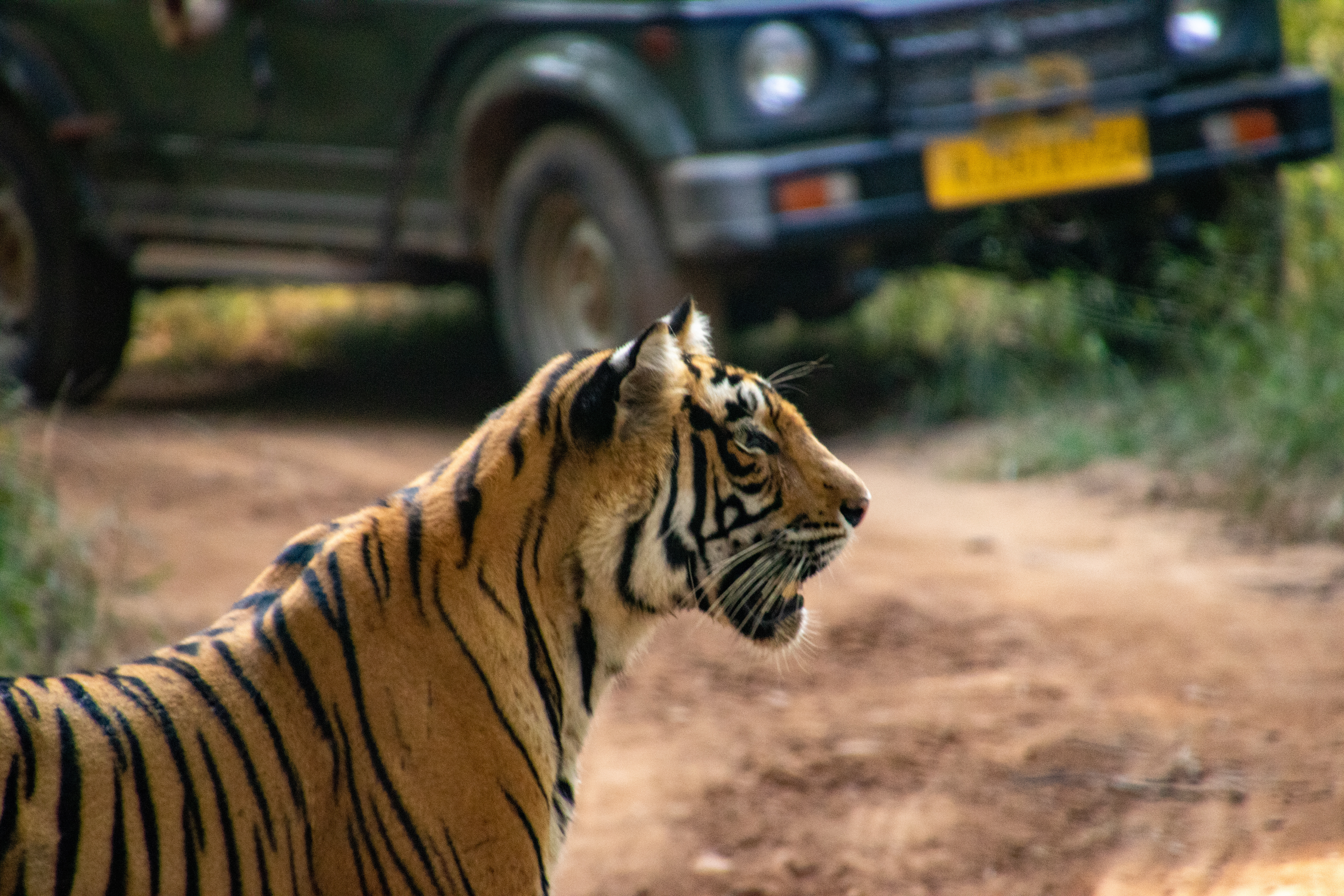 Colours of Rajasthan