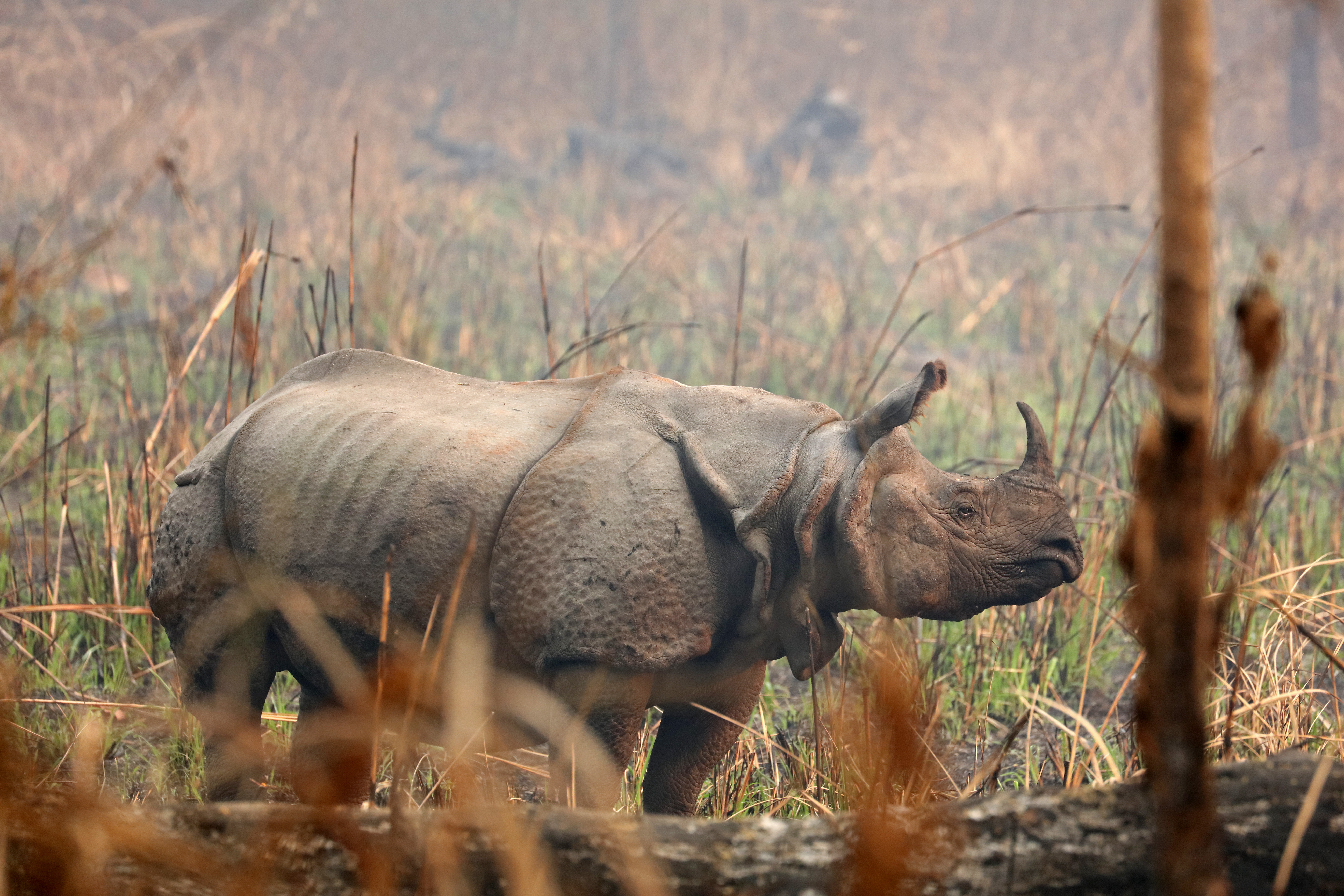 Chitwan Safari Add-on Tour