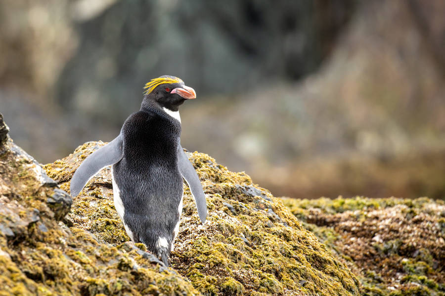 Penguins of the Far South: Falklands, South Georgia & Antarctica