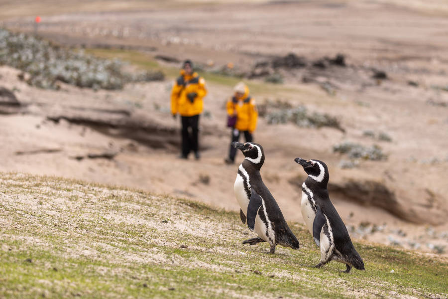 Penguins of the Far South: Falklands, South Georgia & Antarctica