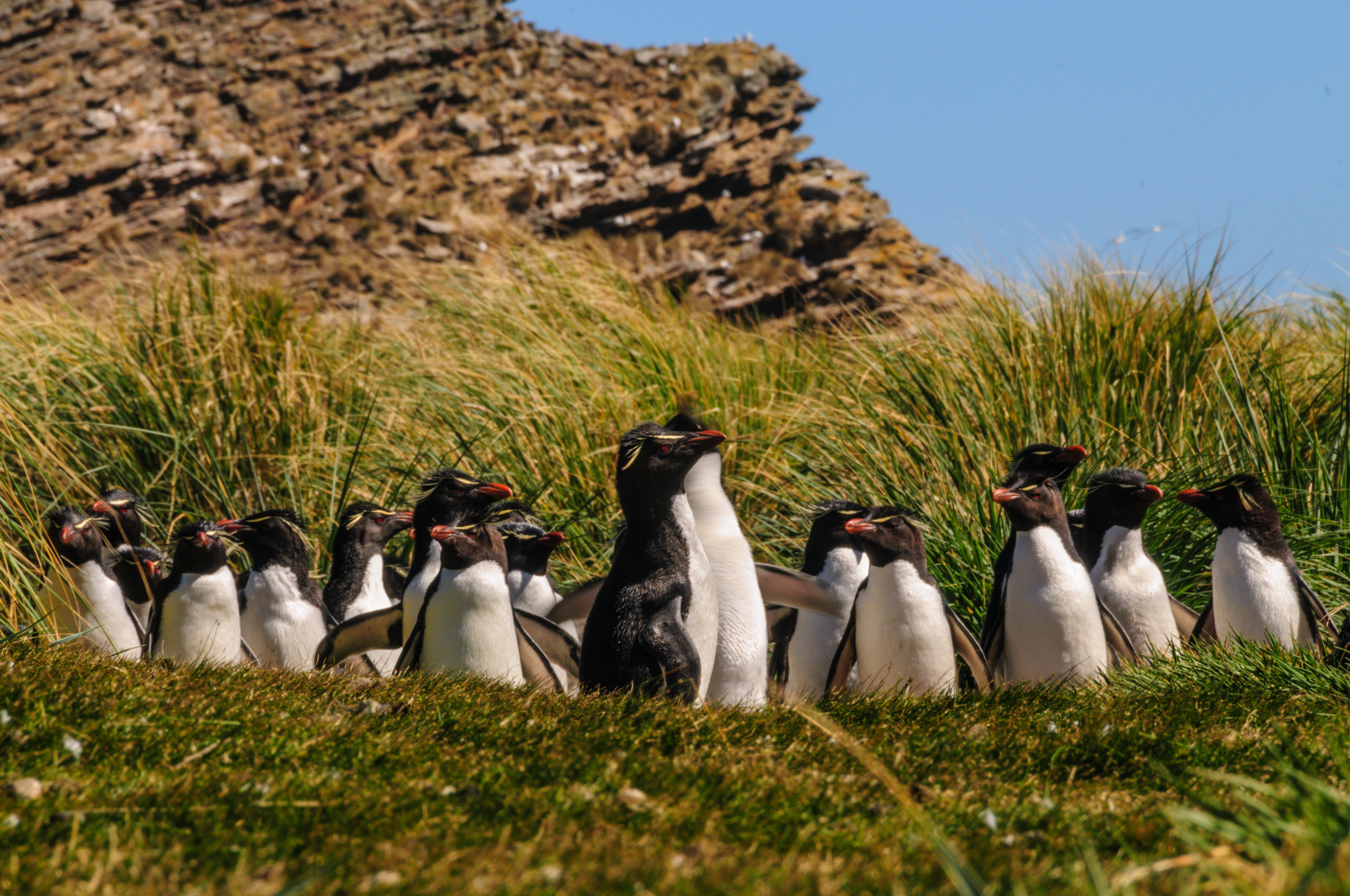 Penguins of the Far South: Falklands, South Georgia & Antarctica