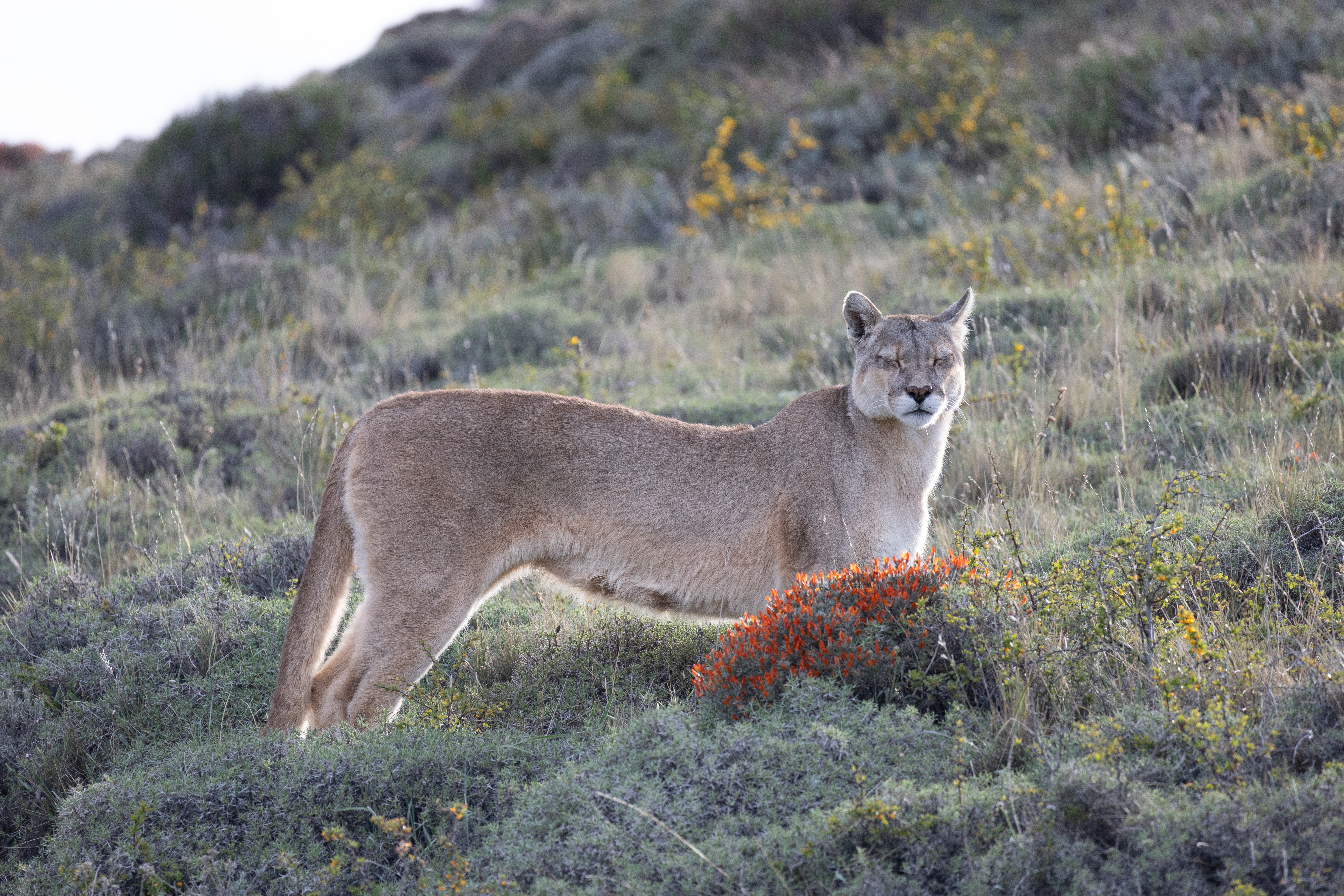 Puma Tracking Add-on Tour