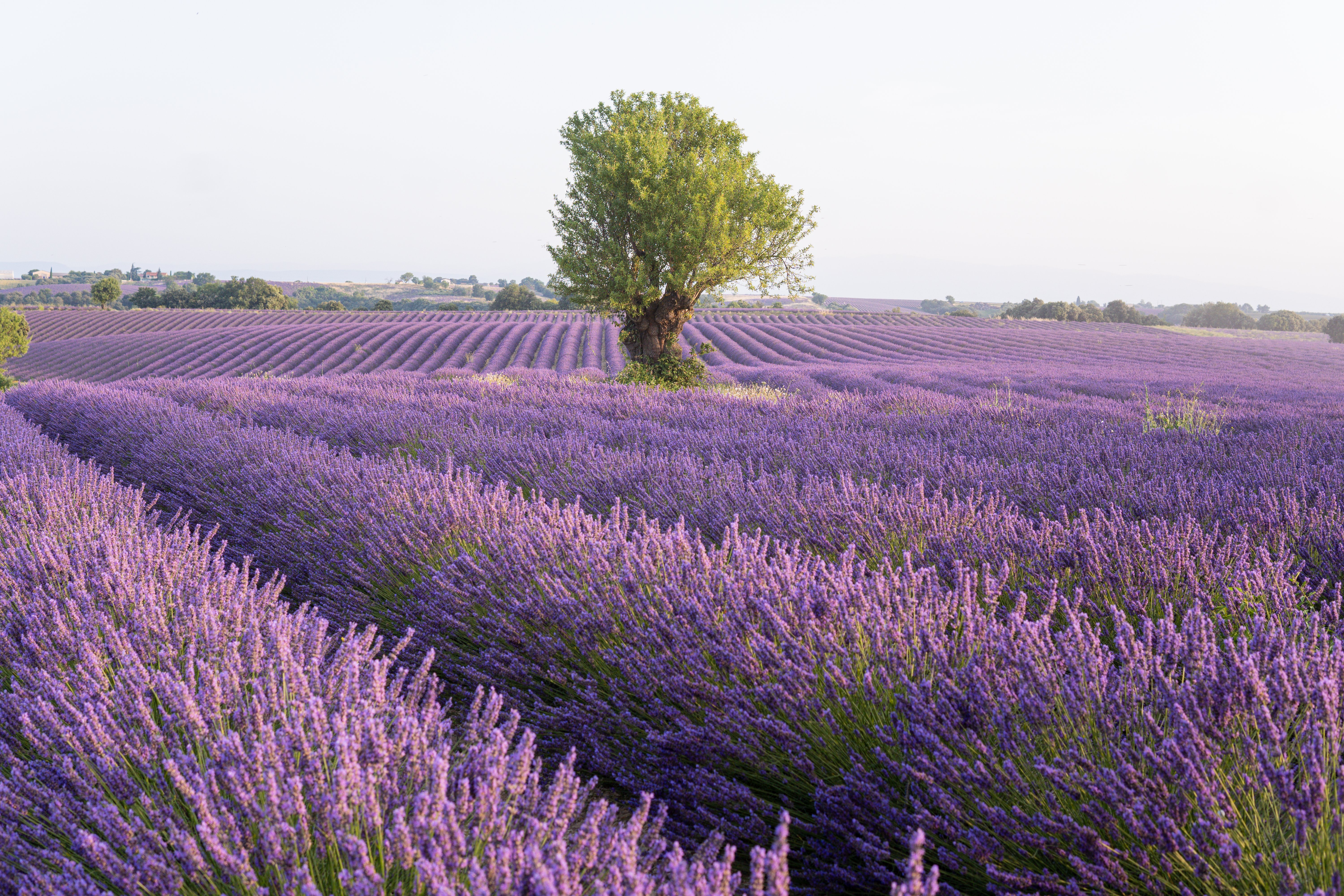 Discover Provence