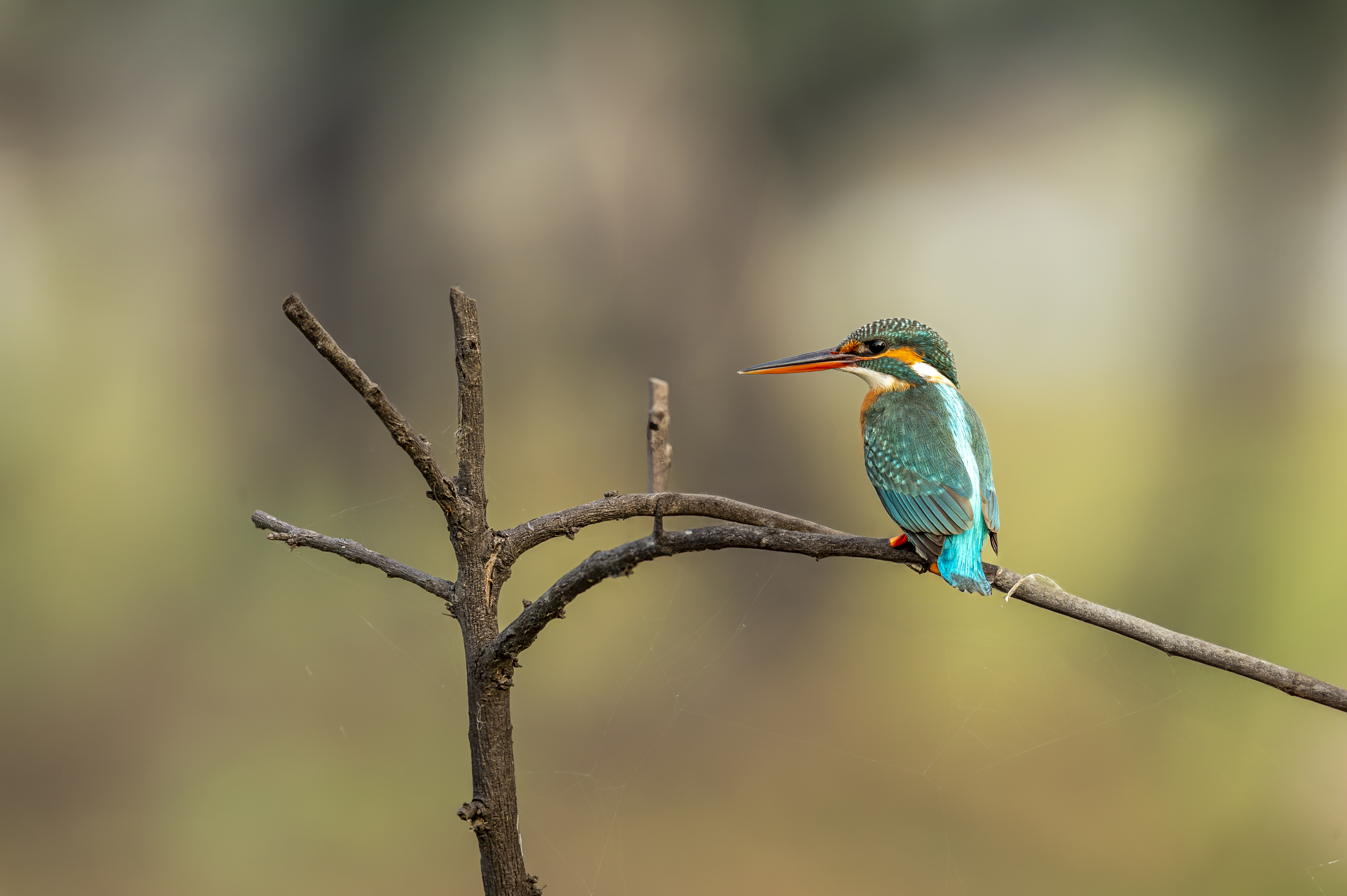 Signature India | The Realm of Royals