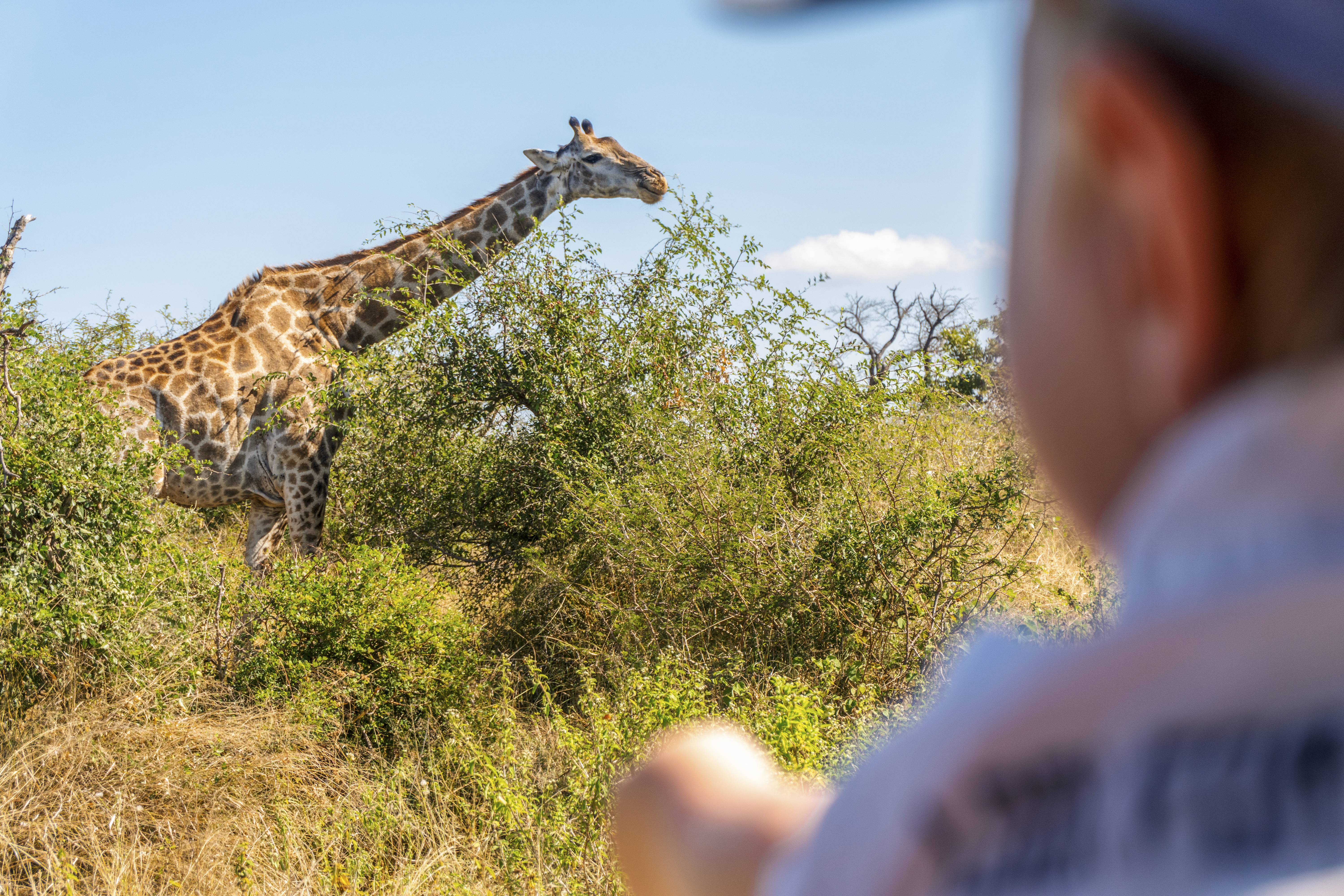 Essential Kruger Safari - Family Adventure