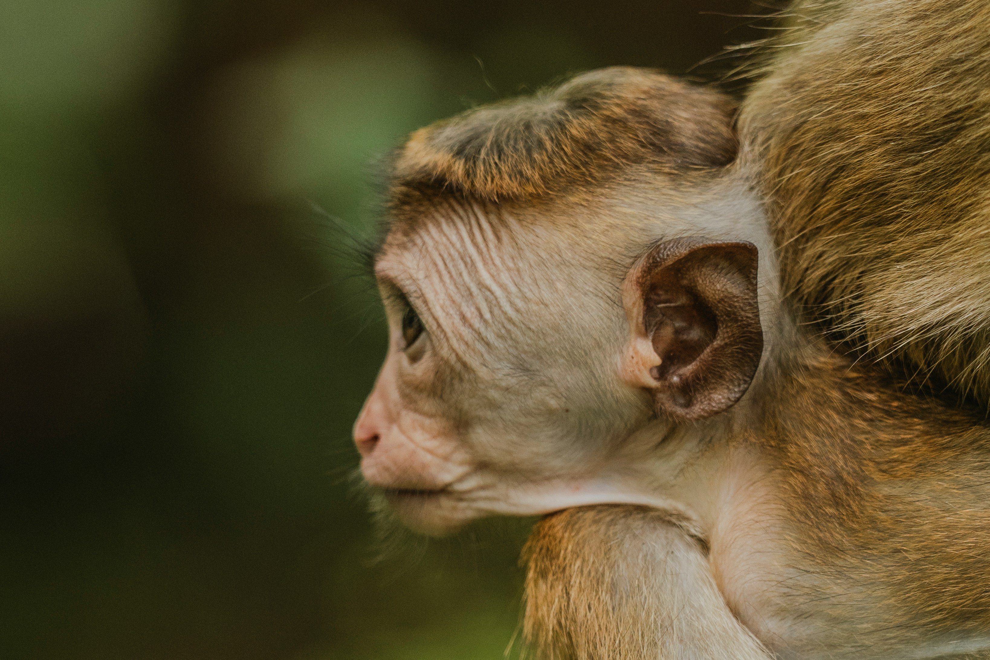 Signature Sri Lanka | The Island of Serendipity