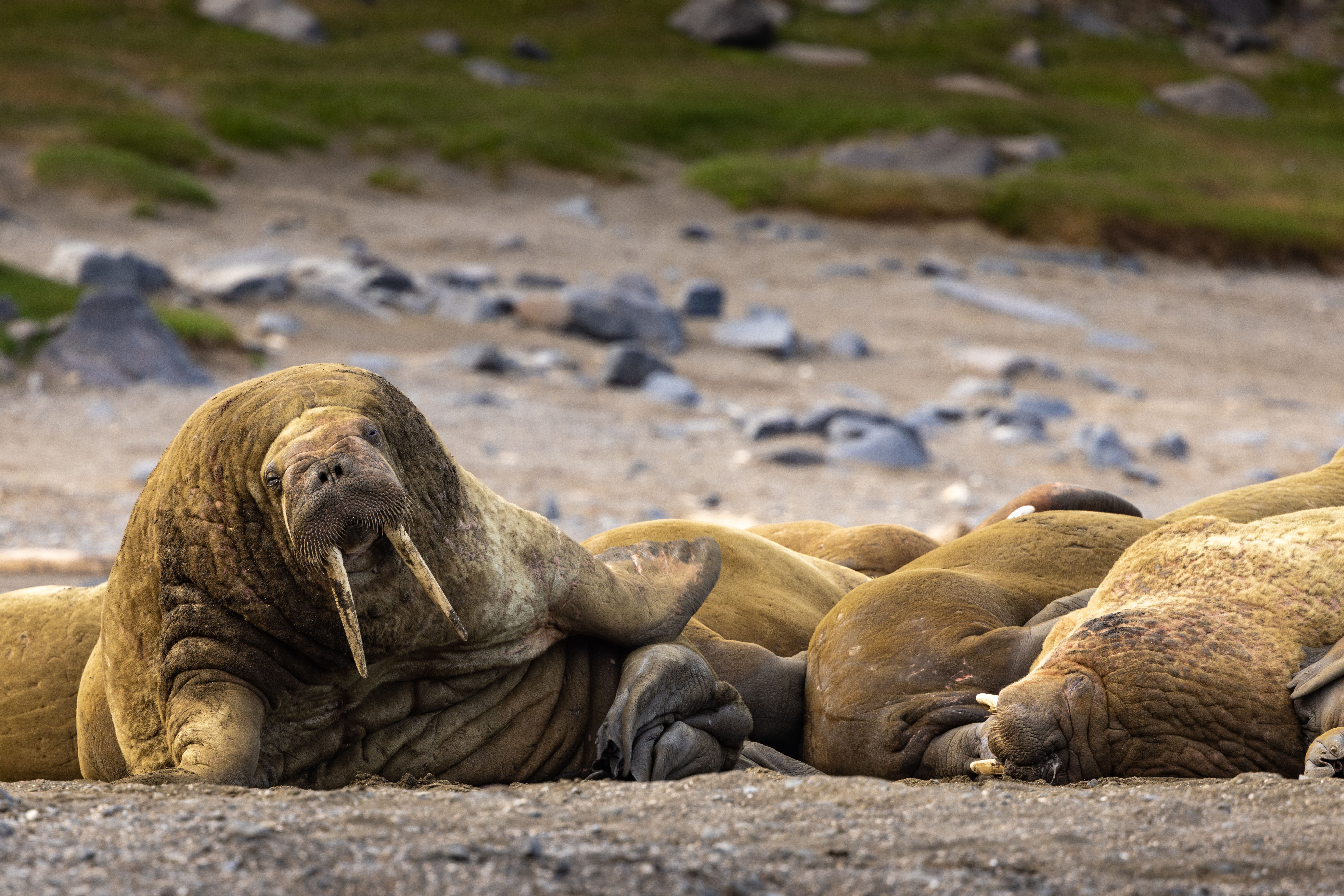 Svalbard in Summer: Tundra, Wildlife and the Midnight Sun