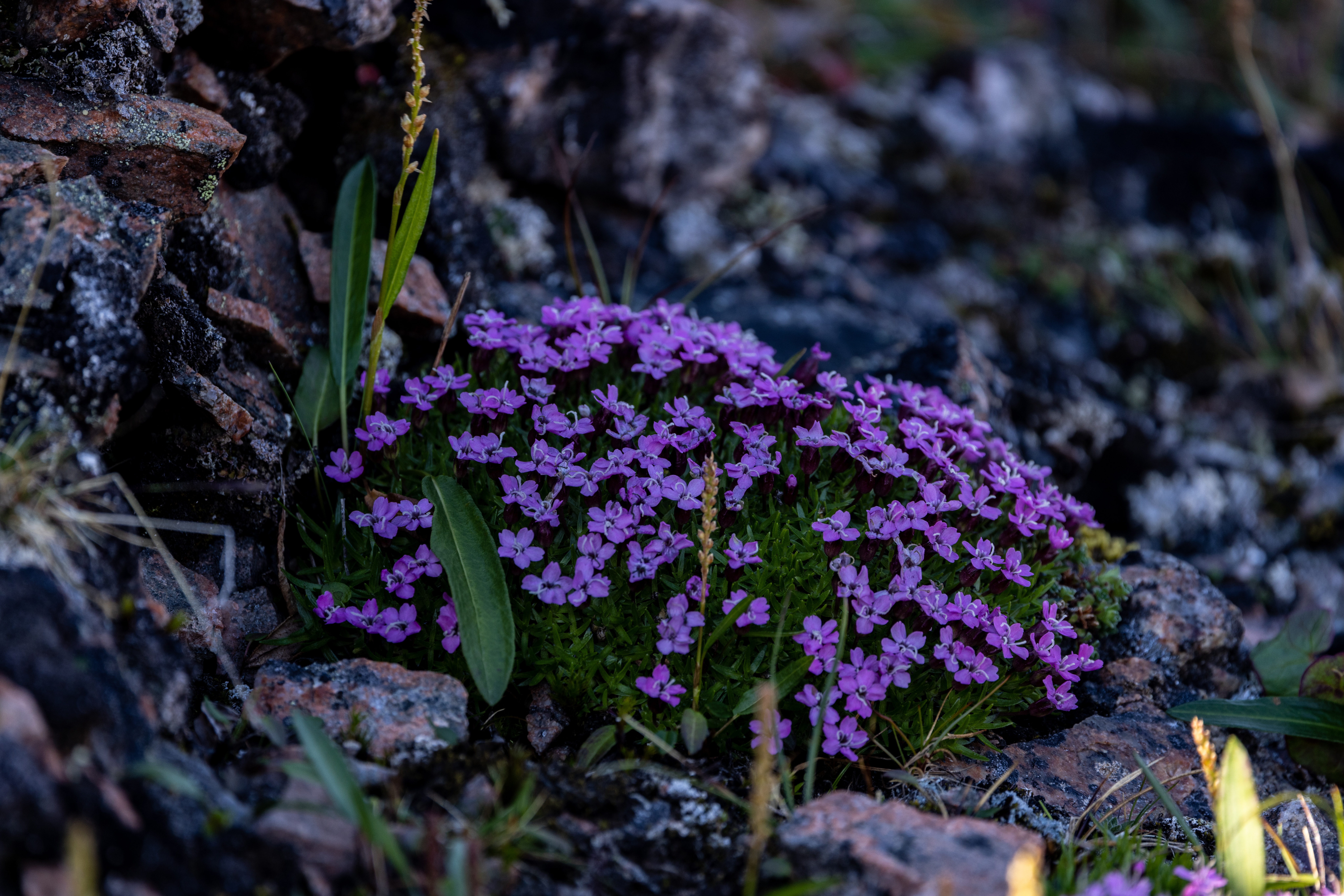 Svalbard in Summer: Tundra, Wildlife and the Midnight Sun