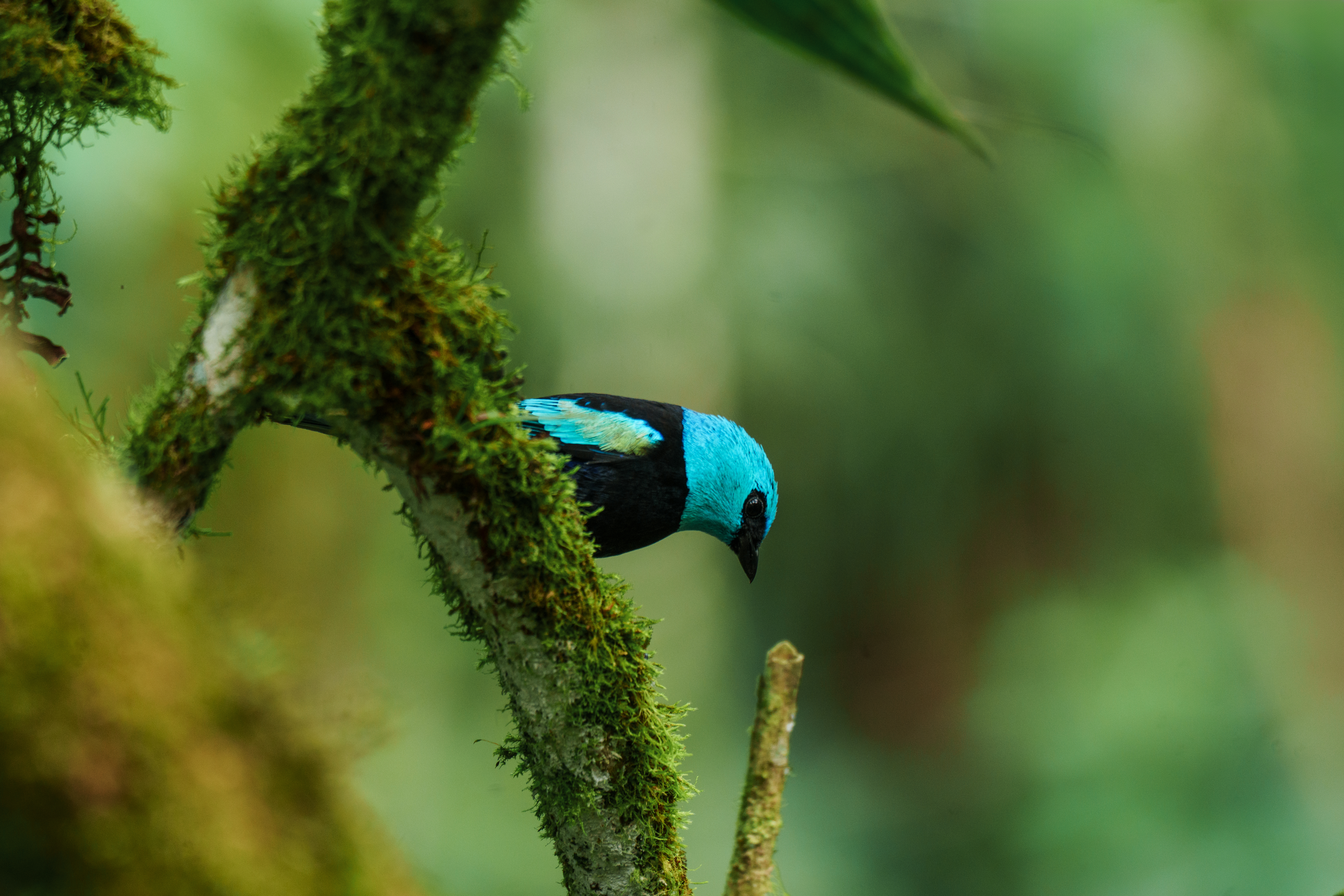 Ecuador Cloud Forest Add-on Tour