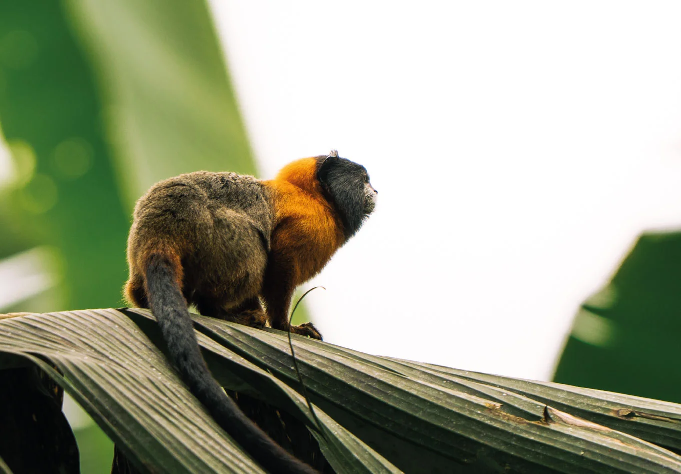 Amazon Add-on Tour – Napo Wildlife Center