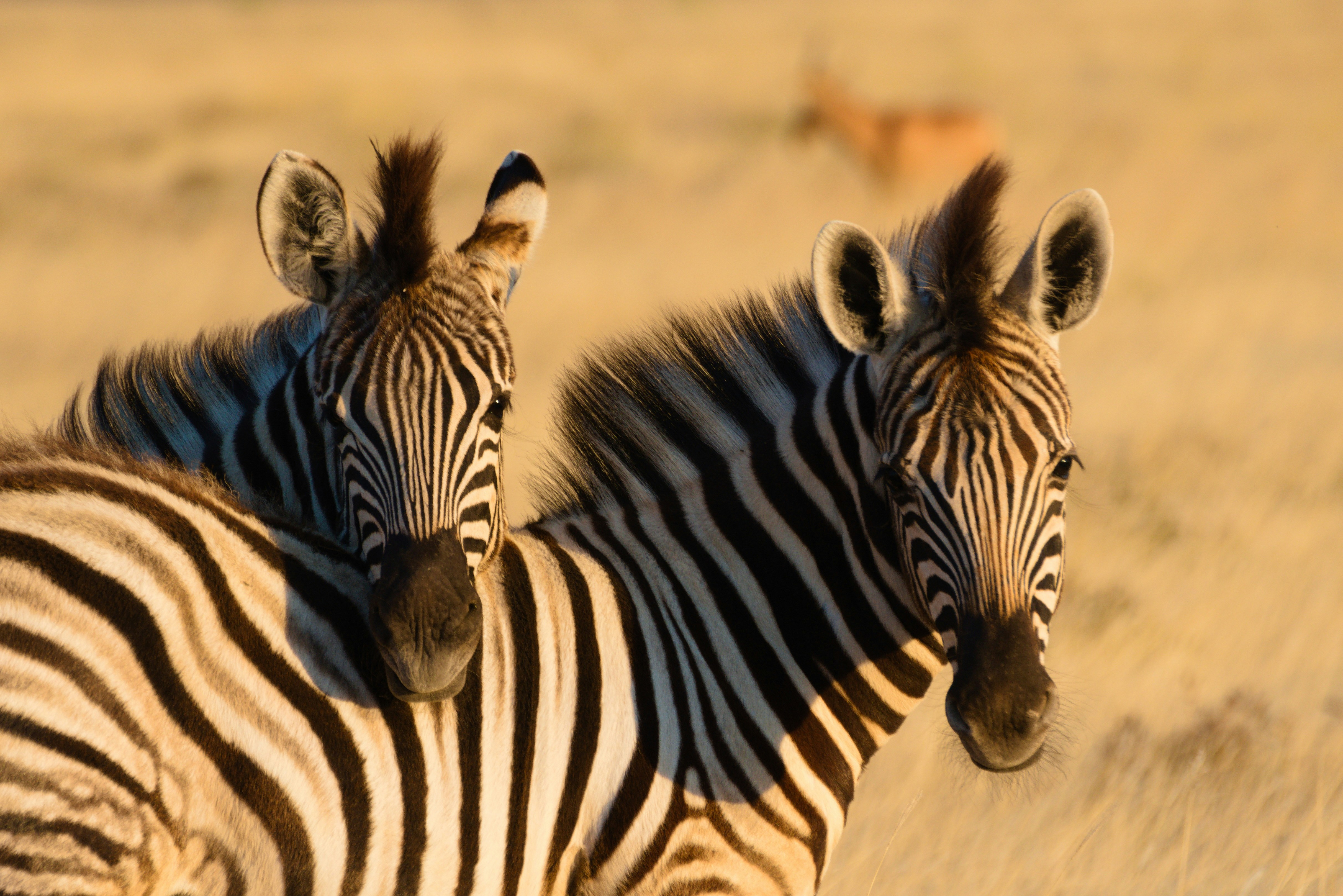 Discover Namibia - Premium Adventure