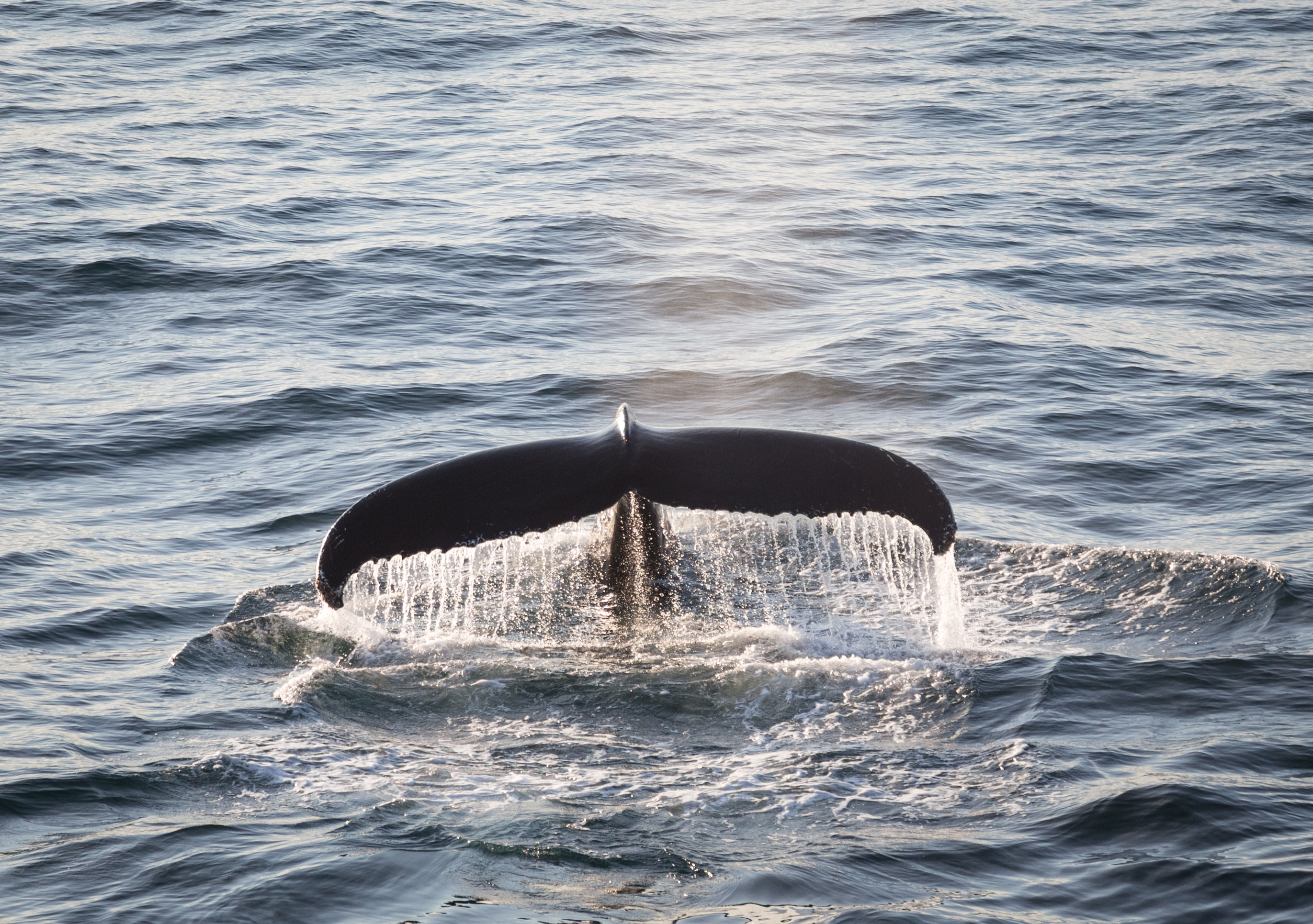 Canadian Arctic: Wildlife, Helicopters, &amp; the Northwest Passage (Kangerlussuaq)